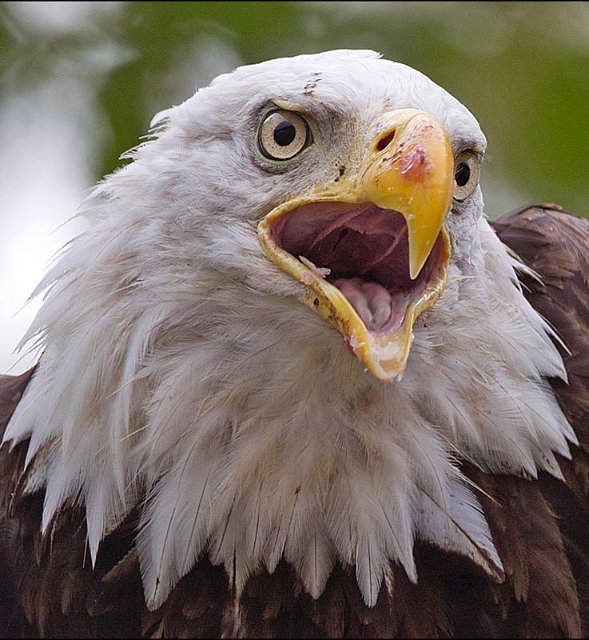 _1SB7956 american bald eagle a85x11.jpg